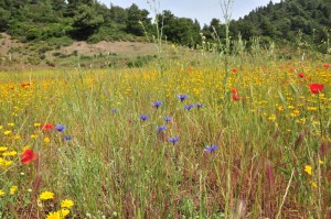 Blumenwiese auf Korfu